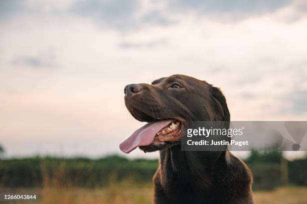 profile shot of a happy chocolate labrador at sunset - sticking out tongue stock pictures, royalty-free photos & images