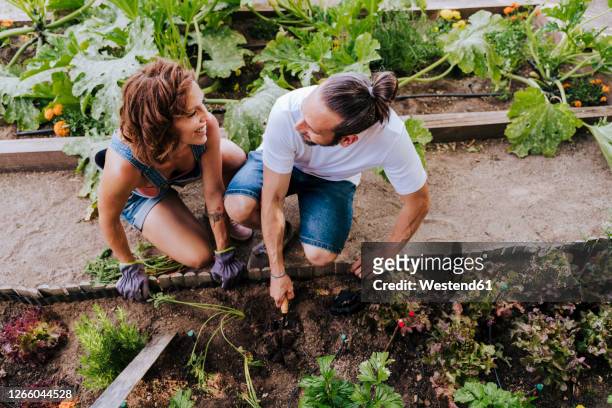 smiling couple looking at each other while planting in vegetable garden - garden working stockfoto's en -beelden