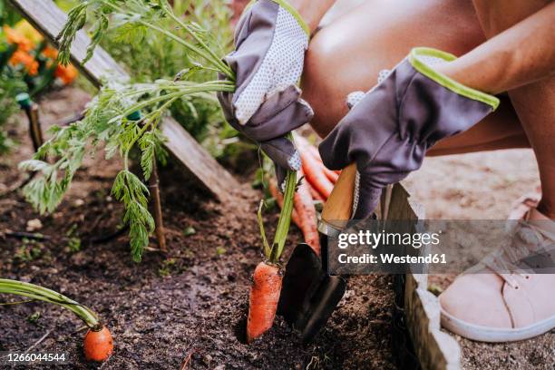 close-up of mid adult woman collecting carrot from raised bed in vegetable community garden - flower border stock-fotos und bilder