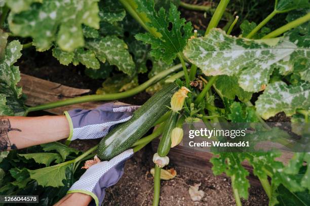 close-up of woman hands picking zucchini at vegetable garden - calabacín fotografías e imágenes de stock