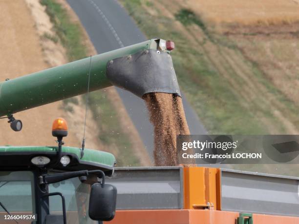 Moissonneuse-batteuse vidant le blé récolté dans une remorque, 20 juillet 2019, France.