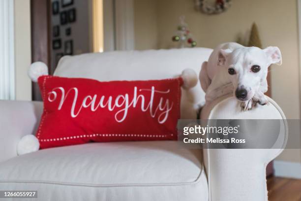 naughty dog - dog cute winter stock pictures, royalty-free photos & images