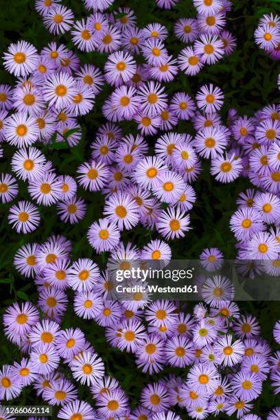 european michaelmas daisies (aster amellus) - aster stock pictures, royalty-free photos & images