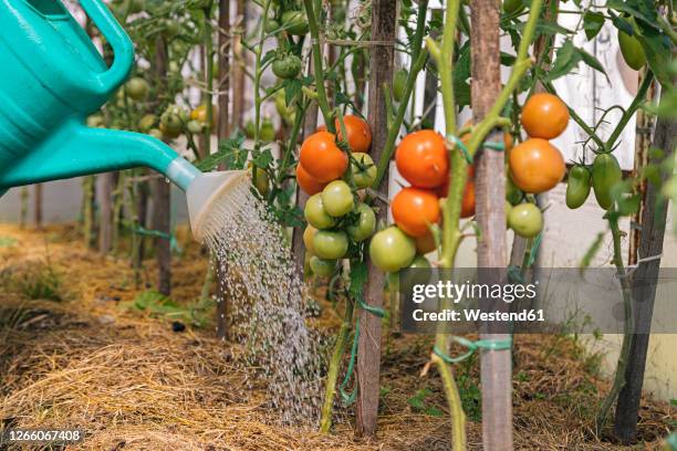 tomato plants are being watered - tomato vine stock pictures, royalty-free photos & images