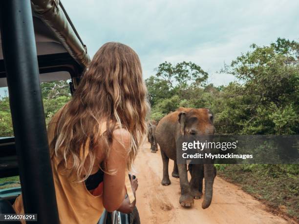 glückliche junge frau auf luxus-safari blicks auf wird elefant zu fuß im dschungel - elefant stock-fotos und bilder