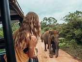 Happy young woman on luxury safari looking at will elephant walking in the jungle