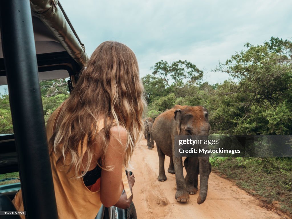 Happy young woman on luxury safari looking at will elephant walking in the jungle