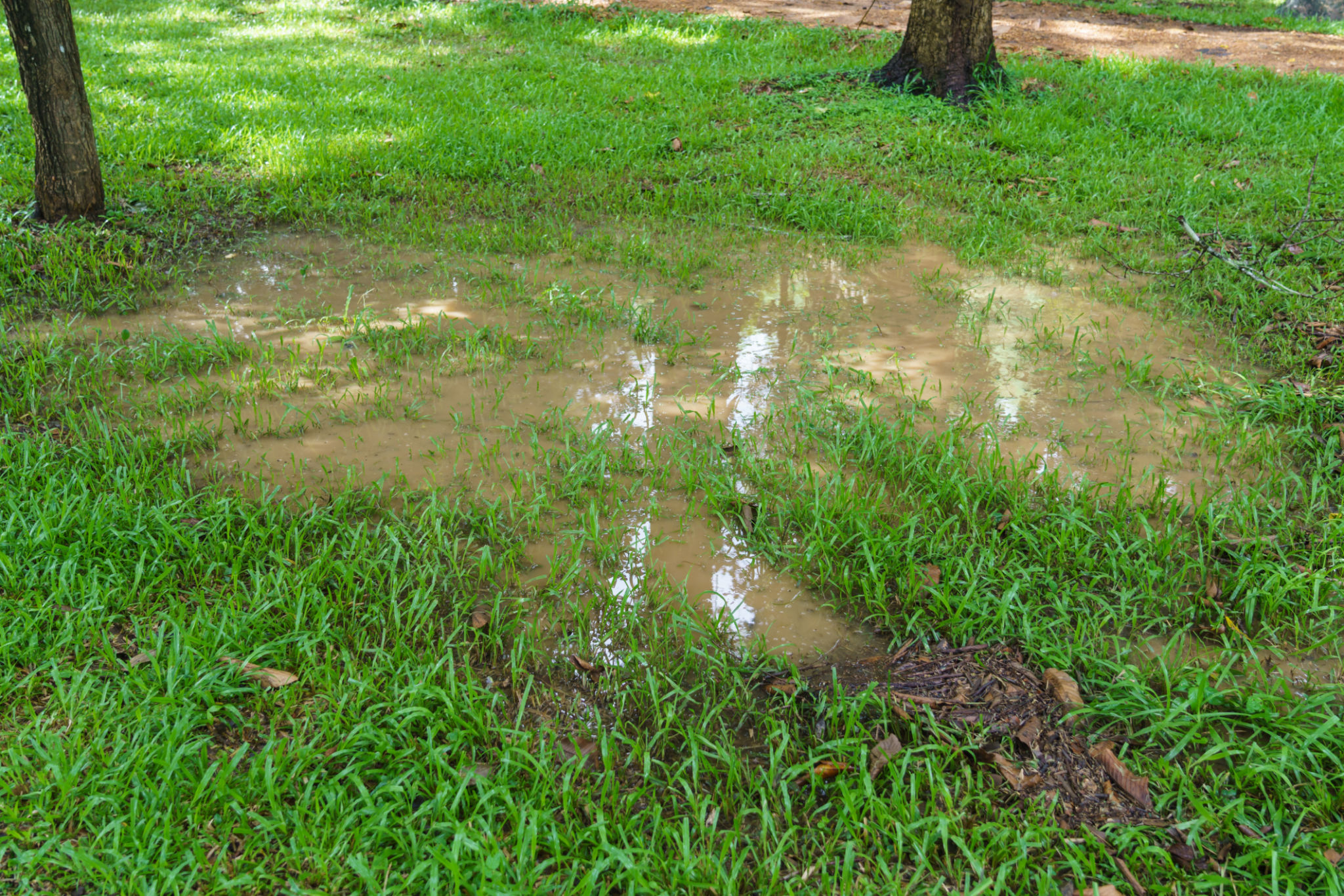 humid lawn