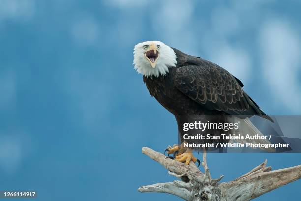 bald eagle adult calling with blue background, looking at camera - call of the wild 個照片及圖片檔