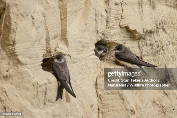 bank swallow at cavity in river bank - riparia riparia stock pictures, royalty-free photos & images