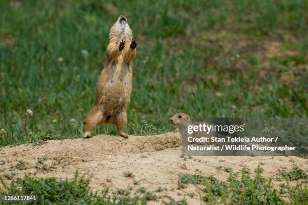 black-tailed prairie dog adult and young at burrow - präriehund stock-fotos und bilder