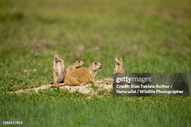 black-tailed prairie dog family at burrow or den in prairie - black tailed prairie dog stock pictures, royalty-free photos & images