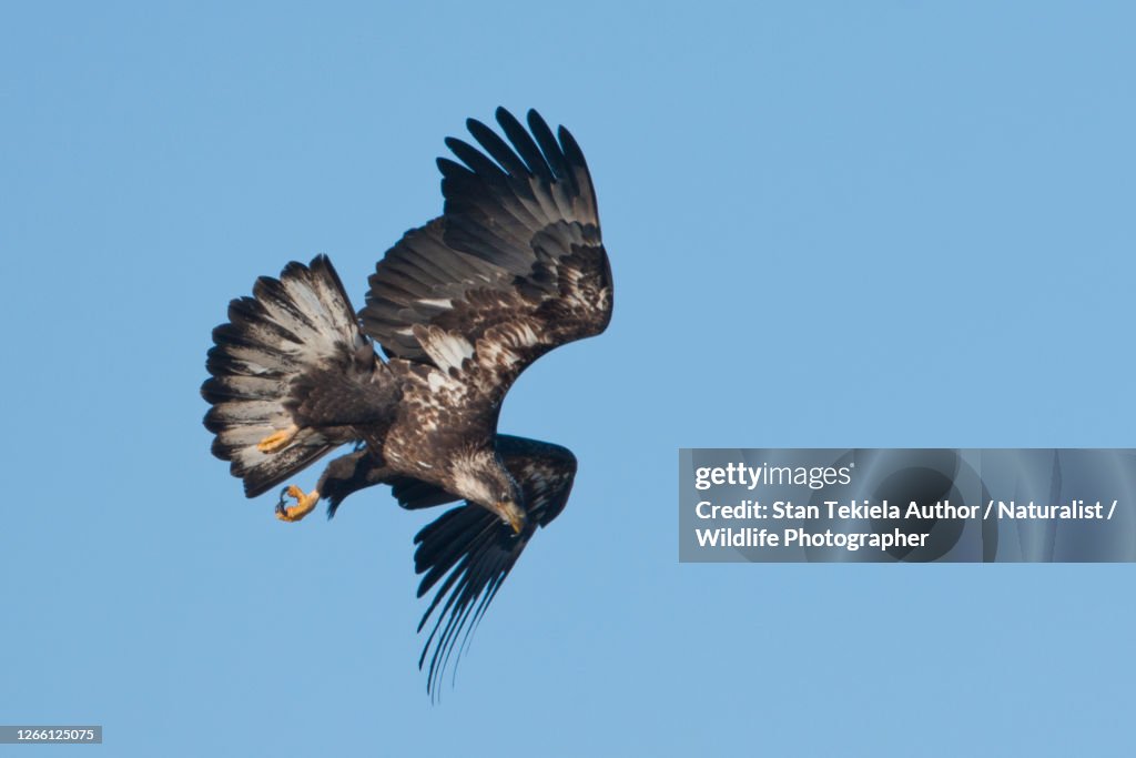 Diving Back Flight Diving Golden Eagle