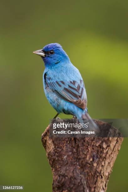 a portrait of an indigo bunting - indigo bunting stock pictures, royalty-free photos & images