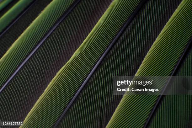 a macro shot of green colorful parakeet feathers, bird anatomy - feather texture stock pictures, royalty-free photos & images