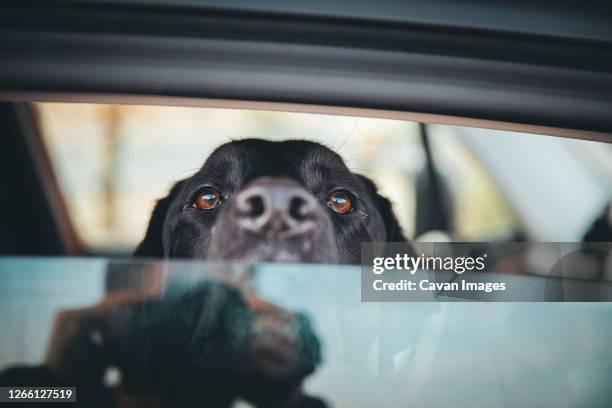 a dog is sitting inside a car in a desert of california - blythe stock pictures, royalty-free photos & images