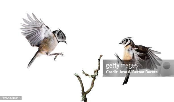 close-up of crested tit (lophophanes cristatus) in flight on a white background. - birds isolated stock pictures, royalty-free photos & images