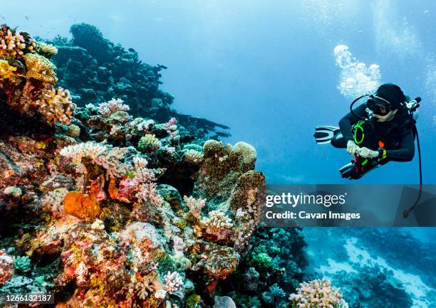 scuba diver exploring coral at the great barrier reef - cairns australia fotografías e imágenes de stock