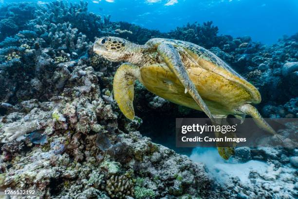 giant green sea turtle (chelonia mydas) at the great barrier reef - tortuga golfina fotografías e imágenes de stock