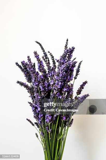 lavender bouquet still life against white backround - lavendel stock-fotos und bilder