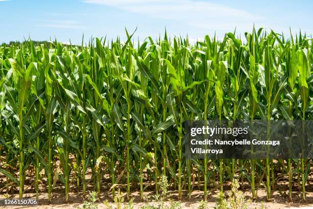 corn plants in a vast cornfield on a sunny day. - corn maze stock-fotos und bilder