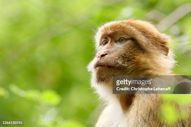 barbary macaque in a tree - macaque stock-fotos und bilder