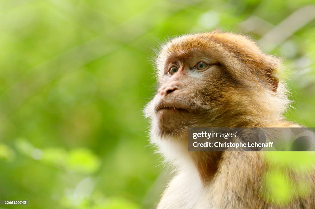 Barbary macaque in a tree