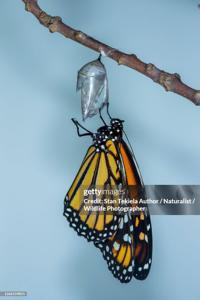 Monarch Butterfly emerging from chrysalsis