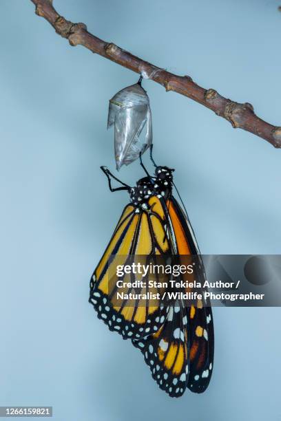 monarch butterfly emerging from chrysalsis - crystalists stock pictures, royalty-free photos & images