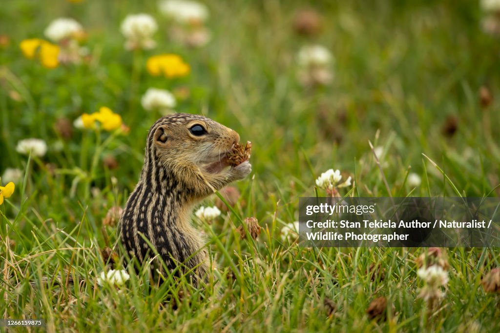 Thirteen-lined Ground Squirrel in flowers
