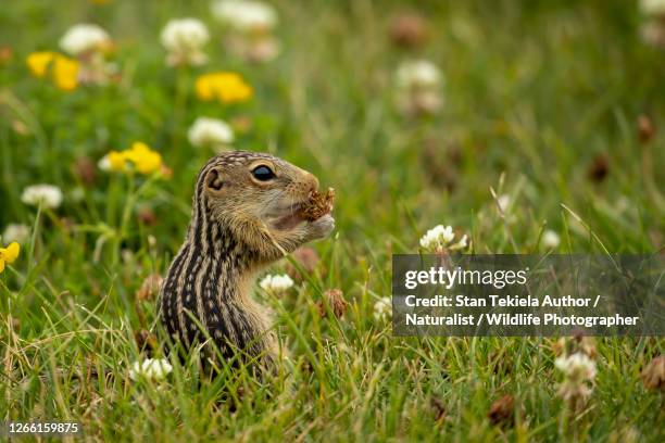 thirteen-lined ground squirrel in flowers - thirteen lined ground squirrel stock pictures, royalty-free photos & images