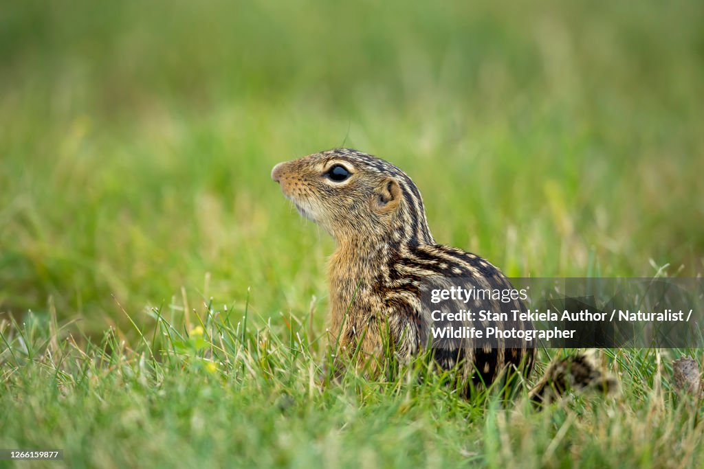 Thirteen-lined Ground Squirrel in flowers