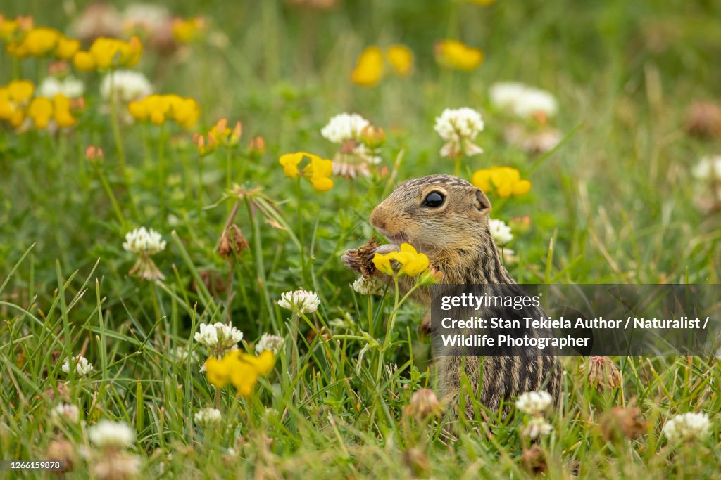 Thirteen-lined Ground Squirrel in flowers