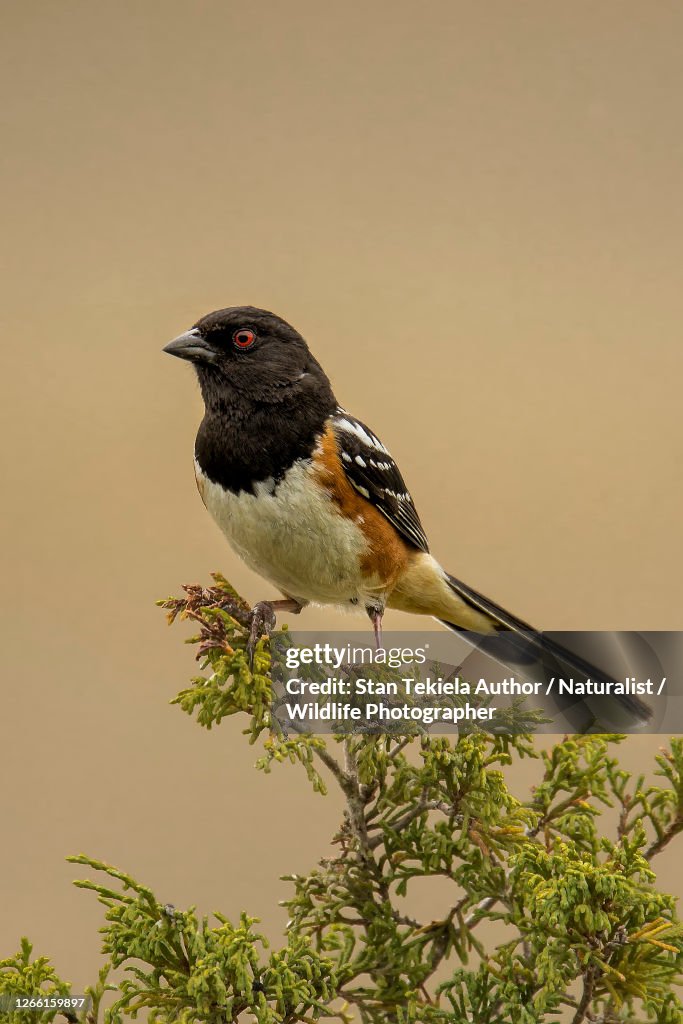 Spotted Towhee male perched and singing
