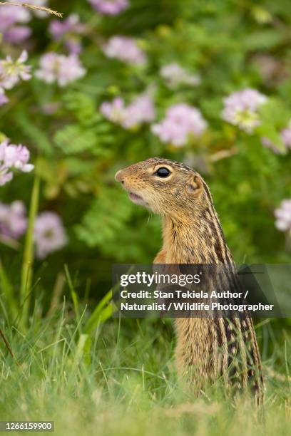 thirteen-lined ground squirrel in flowers - thirteen lined ground squirrel stockfoto's en -beelden