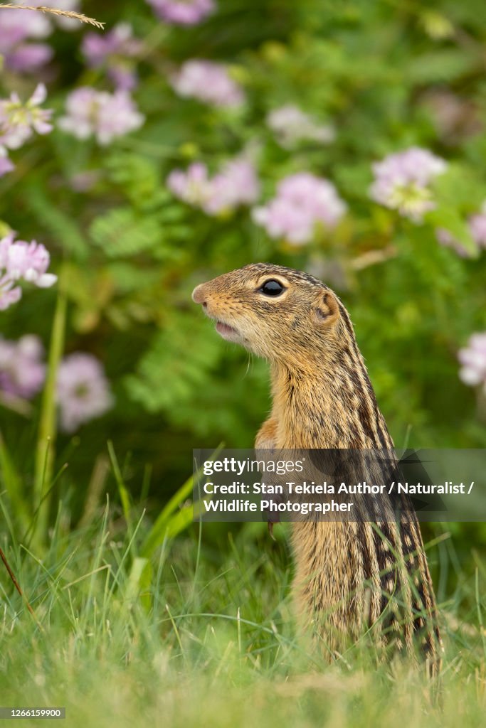 Thirteen-lined Ground Squirrel in flowers