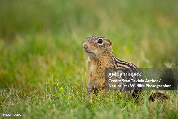 thirteen-lined ground squirrel in flowers - thirteen lined ground squirrel stockfoto's en -beelden