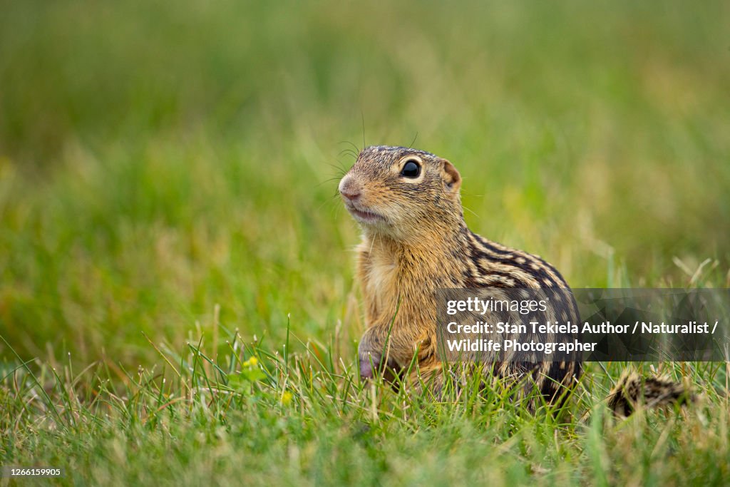 Thirteen-lined Ground Squirrel in flowers