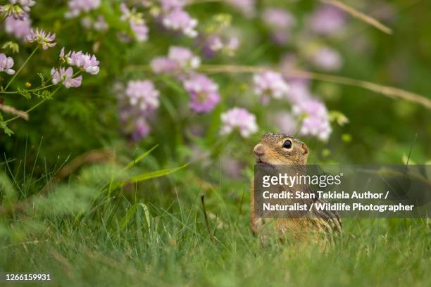 thirteen-lined ground squirrel in flowers - thirteen lined ground squirrel stockfoto's en -beelden