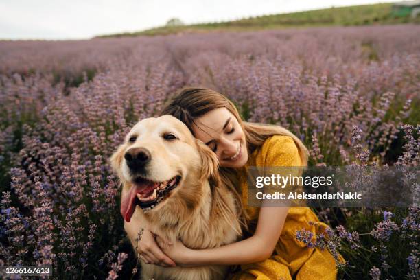 getting away from it all - canine stock pictures, royalty-free photos & images