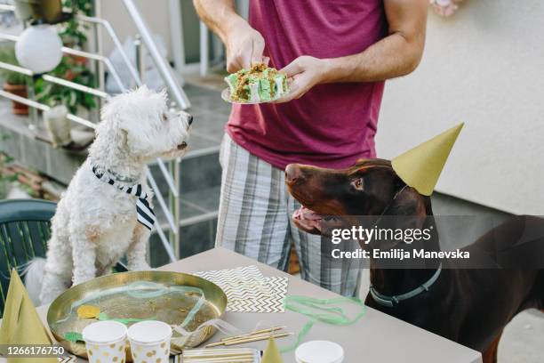 two dogs eating birthday cake - pampered pets stock-fotos und bilder