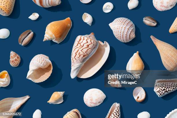 a variety of seashells on blue - conchiglia foto e immagini stock