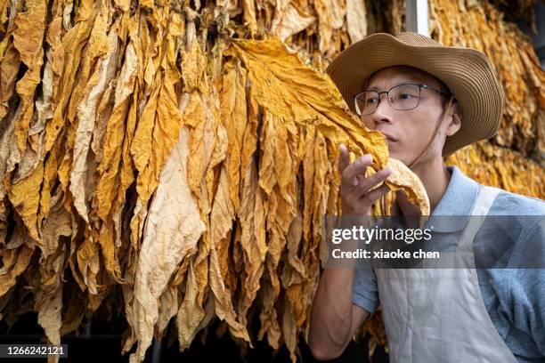 middle-aged asian man sniffing tobacco leaves in front of the oven - nicotine stock pictures, royalty-free photos & images