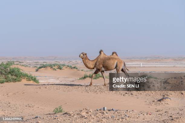 wild camels on the desert road, inner mongolia, northwest of china - bactrian camel stock pictures, royalty-free photos & images