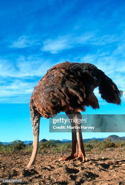 bury your head in the sand.  vertical view of a female ostrich with its head in the sand - plume dautruche photos et images de collection