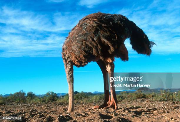 bury your head in the sand. horizontal view of a female ostrich with its head in the sand - nascondere la testa nella sabbia foto e immagini stock
