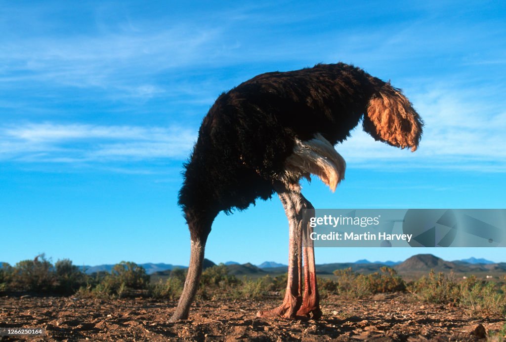 Bury your head in the sand. Horizontal view of a male Ostrich with its head in the sand