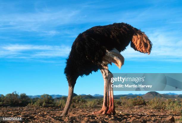 bury your head in the sand. horizontal view of a male ostrich with its head in the sand - head in the sand ostrich stock pictures, royalty-free photos & images