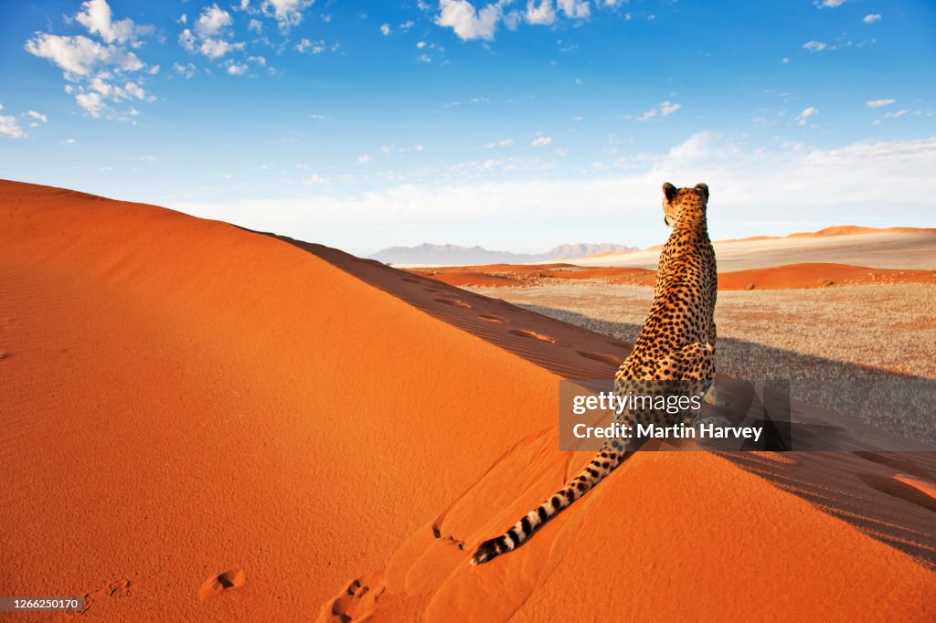 Magnificent horizontal image of the back view of a cheetah(Acinonyx jubatus)on a red sand dune in Namibia