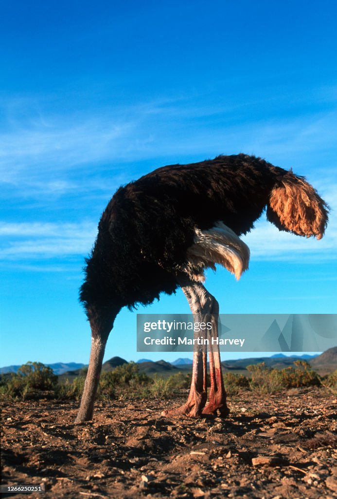 Bury Your Head In The Sand Vertical View Of A Male Ostrich With Its Head In  The Sand High-Res Stock Photo - Getty Images